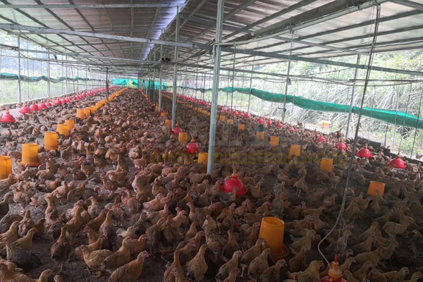 雞糞這樣做有機肥危害太大!70%人都用錯方法!看看你做對了沒?