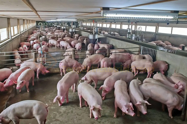  一條豬糞有機肥生產線，遍地豬屎臭變身有機肥