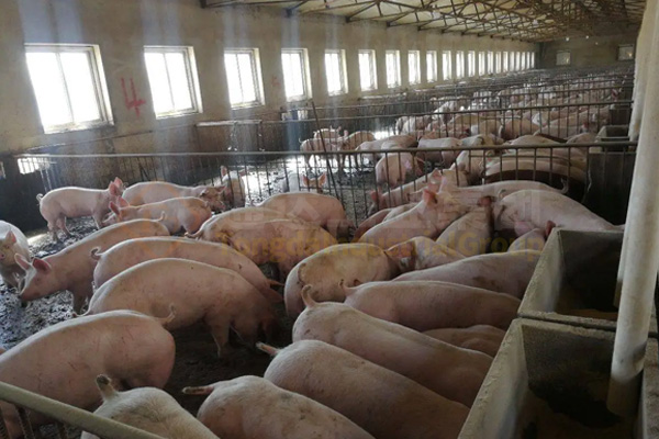 養(yǎng)豬豬糞怎么處理?豬糞有機肥加工設備有哪些?