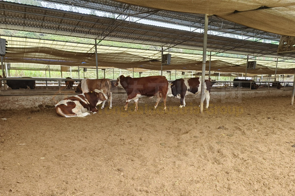 牛場(chǎng)的牛糞怎么處理?牛糞深加工處理方法及用途