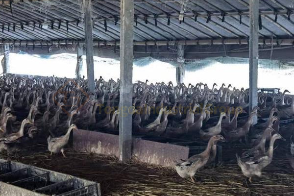 牛糞制作有機肥的過程，牛糞有機肥生產工藝流程