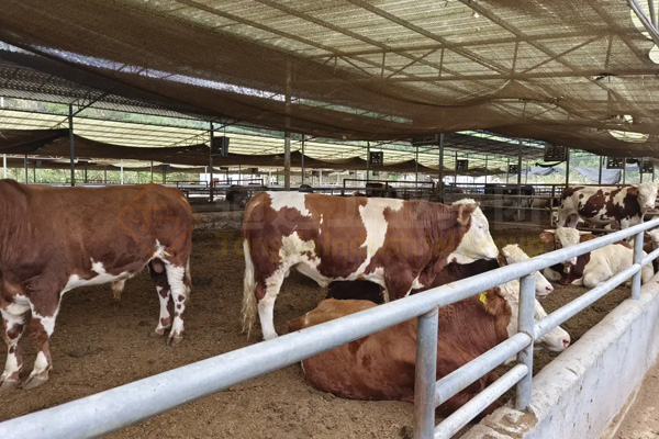 養牛的牛糞怎么處理?小型牛糞有機肥生產線多少錢?