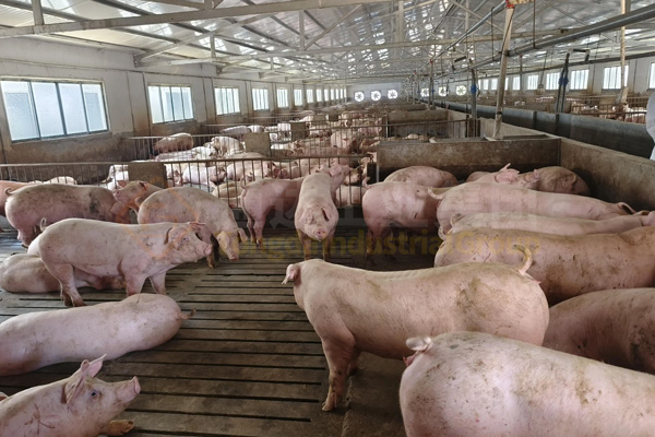  養(yǎng)豬場豬糞處理加工成有機肥投資成本多少?整條有機肥生產(chǎn)線回報利潤有多少?