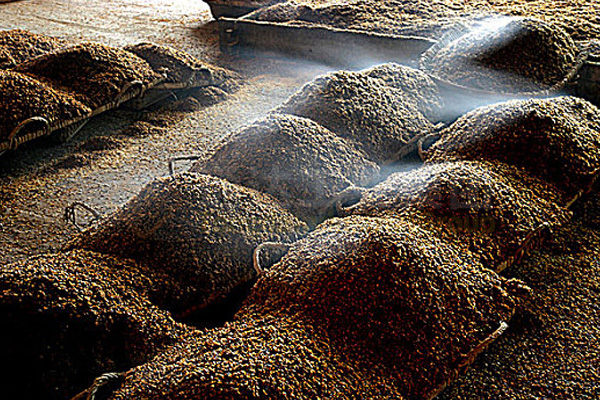 酒糟怎么做成有機肥?酒糟加工有機肥配套設備有哪些?